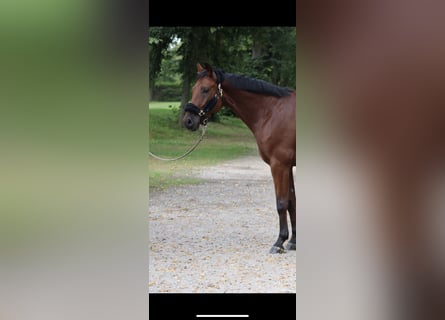 Hanoverian, Gelding, 5 years, 16,1 hh, Brown