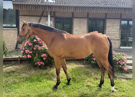 Hanoverian, Gelding, 5 years, 16.1 hh, Brown