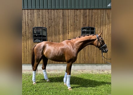 Hanoverian, Gelding, 5 years, 16,1 hh, Chestnut-Red