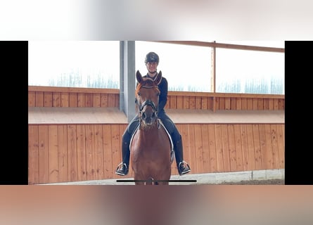 Hanoverian, Gelding, 5 years, 16,1 hh, Chestnut-Red