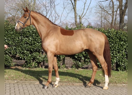 Hanoverian, Gelding, 5 years, 16.1 hh, Chestnut-Red