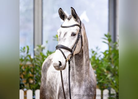 Hanoverian, Gelding, 5 years, 16,1 hh, Gray