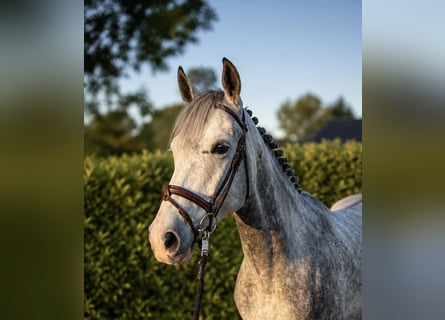 Hanoverian, Gelding, 5 years, 16.1 hh, Grey