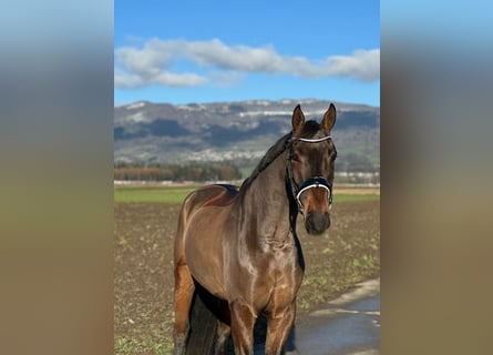 Hanoverian, Gelding, 5 years, 16.1 hh, Smoky-Black