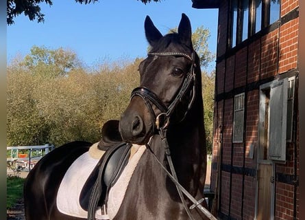 Hanoverian, Gelding, 5 years, 16,1 hh, Smoky-Black