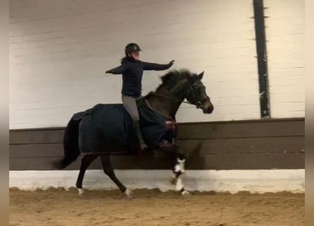 Hanoverian, Gelding, 5 years, 16,1 hh, Smoky-Black