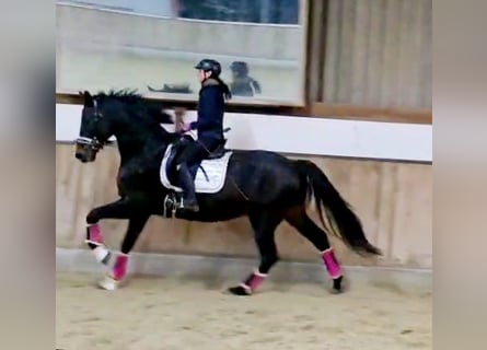 Hanoverian, Gelding, 5 years, 16,1 hh, Smoky-Black