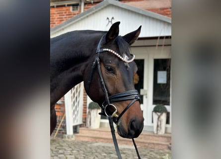 Hanoverian, Gelding, 5 years, 16,1 hh, Smoky-Black