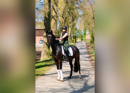 Hanoverian, Gelding, 5 years, 16.2 hh, Bay-Dark