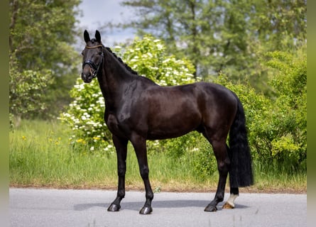 Hanoverian, Gelding, 5 years, 16.2 hh, Bay-Dark