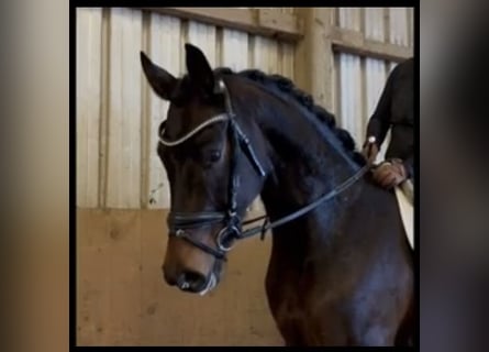 Hanoverian, Gelding, 5 years, 16,2 hh, Brown