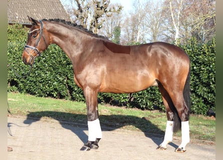 Hanoverian, Gelding, 5 years, 16.2 hh, Brown