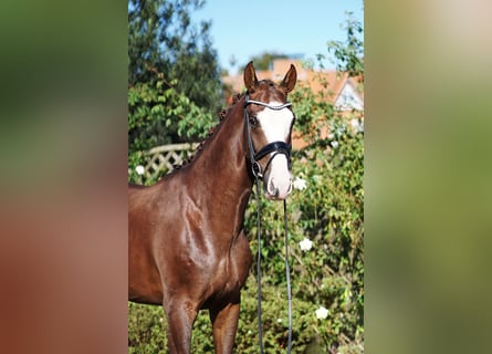 Hanoverian, Gelding, 5 years, 16,2 hh, Chestnut