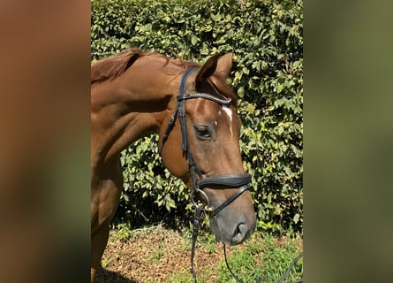 Hanoverian, Gelding, 5 years, 16,2 hh, Chestnut-Red