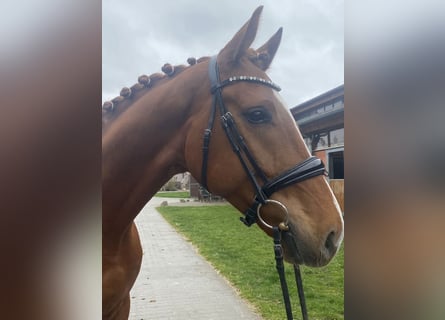 Hanoverian, Gelding, 5 years, 16,2 hh, Chestnut-Red