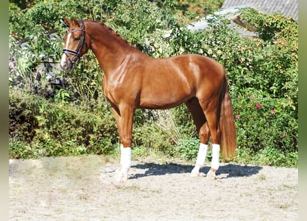 Hanoverian, Gelding, 5 years, 16.2 hh, Chestnut-Red