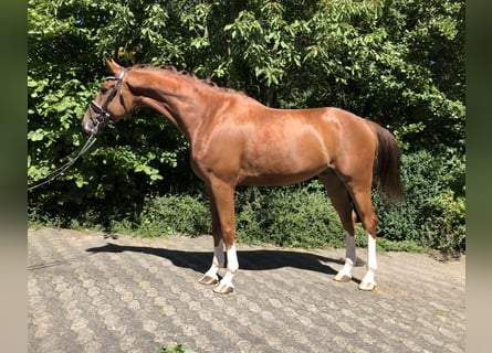 Hanoverian, Gelding, 5 years, 16.2 hh, Chestnut-Red