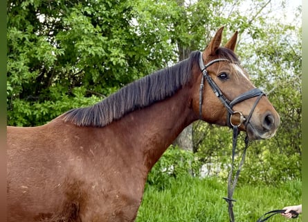 Hanoverian, Gelding, 5 years, 16.2 hh, Chestnut