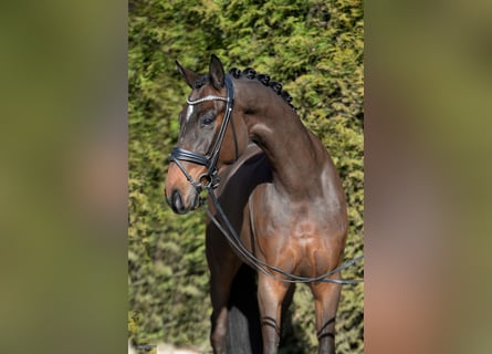 Hanoverian, Gelding, 5 years, 16,2 hh