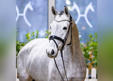 Hanoverian, Gelding, 5 years, 16,2 hh, Gray