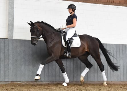 Hanoverian, Gelding, 5 years, 16.2 hh, Smoky-Black