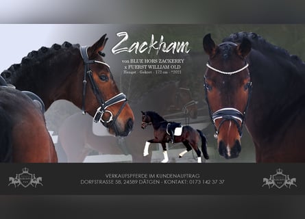 Hanoverian, Gelding, 5 years, 16.3 hh, Bay-Dark