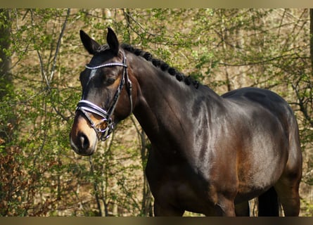 Hanoverian, Gelding, 5 years, 16.3 hh, Bay-Dark