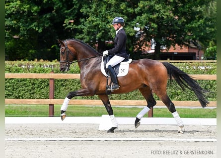 Hanoverian, Gelding, 5 years, 16,3 hh, Bay-Dark