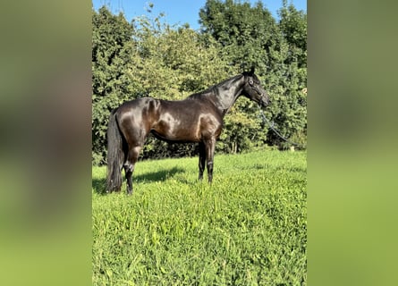 Hanoverian, Gelding, 5 years, 16,3 hh, Black