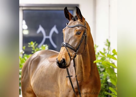 Hanoverian, Gelding, 5 years, 16,3 hh, Brown