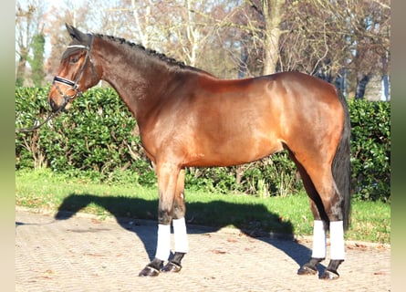 Hanoverian, Gelding, 5 years, 16,3 hh, Brown