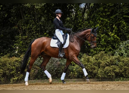 Hanoverian, Gelding, 5 years, 16,3 hh, Brown