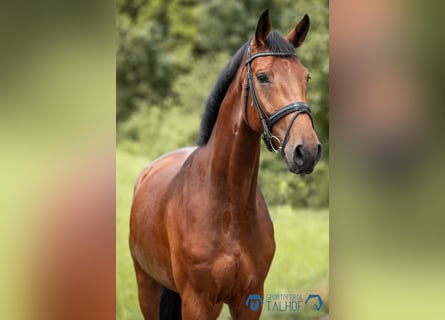 Hanoverian, Gelding, 5 years, 16,3 hh, Brown