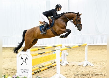 Hanoverian, Gelding, 5 years, 16,3 hh, Brown