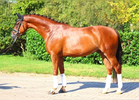 Hanoverian, Gelding, 5 years, 16,3 hh, Chestnut