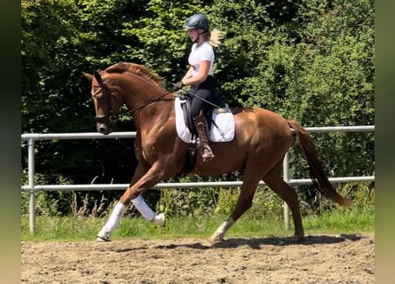 Hanoverian, Gelding, 5 years, 16,3 hh, Chestnut-Red