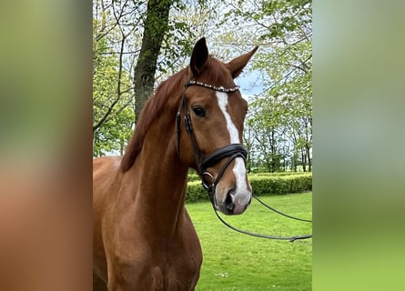 Hanoverian, Gelding, 5 years, 16.3 hh, Chestnut-Red