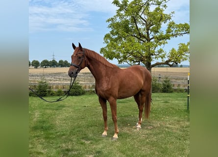 Hanoverian, Gelding, 5 years, 16.3 hh, Chestnut-Red