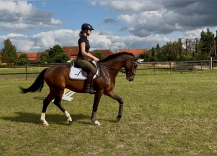 Hanoverian, Gelding, 5 years, 16 hh, Bay-Dark