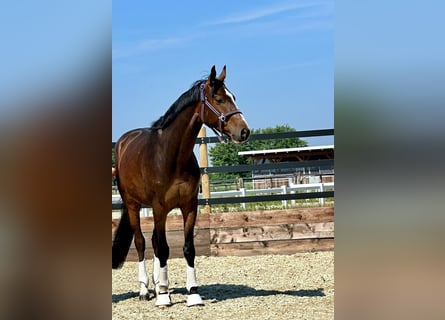 Hanoverian, Gelding, 5 years, 16 hh, Bay-Dark