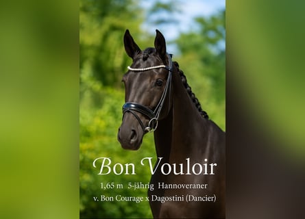 Hanoverian, Gelding, 5 years, 16 hh, Black