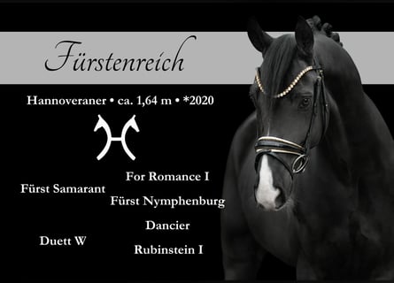 Hanoverian, Gelding, 5 years, 16 hh, Black
