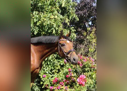 Hanoverian, Gelding, 5 years, 16 hh, Brown