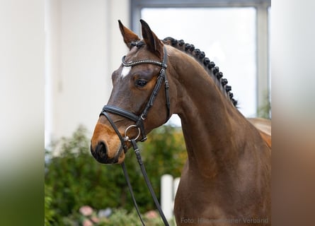 Hanoverian, Gelding, 5 years, 16 hh, Brown