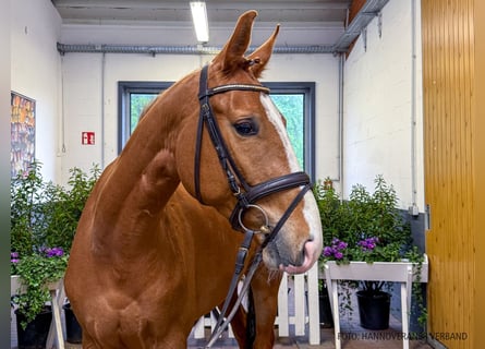 Hanoverian, Gelding, 5 years, 16 hh, Chestnut-Red