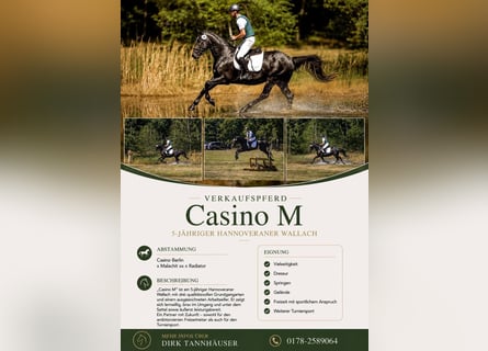 Hanoverian, Gelding, 5 years, 16 hh, Grey