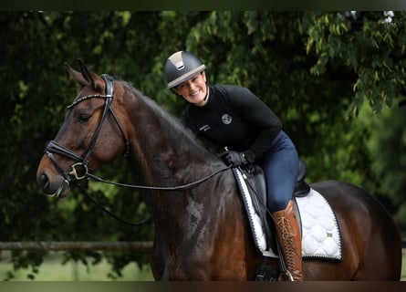 Hanoverian, Gelding, 5 years, 16,1 hh, Bay-Dark