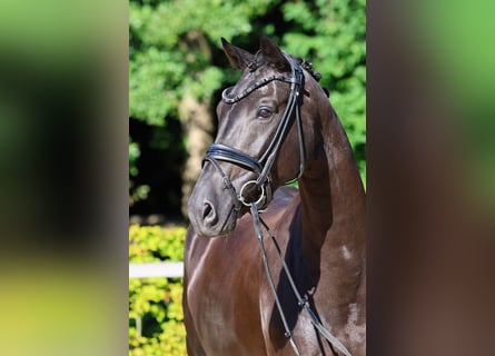 Hanoverian, Gelding, 5 years, 16,1 hh, Black