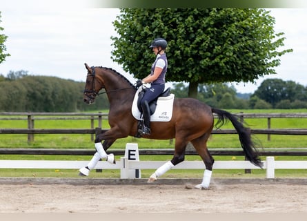 Hanoverian, Gelding, 5 years, 16,1 hh, Brown