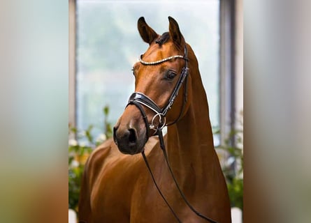Hanoverian, Gelding, 5 years, 16,1 hh, Brown